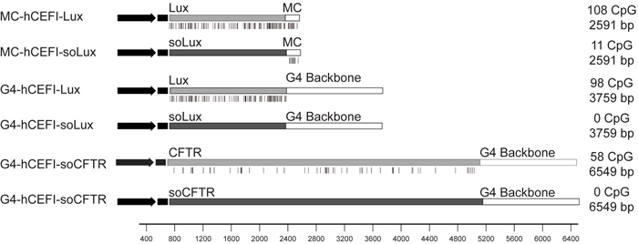 Minicircle_Plasmid_Maps_Small.jpg