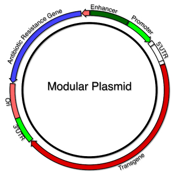 Modular_Plasmid.jpg