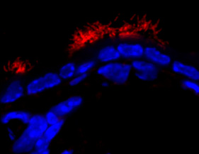 Cells