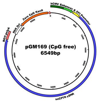 The clinical trial plasmid pGM169